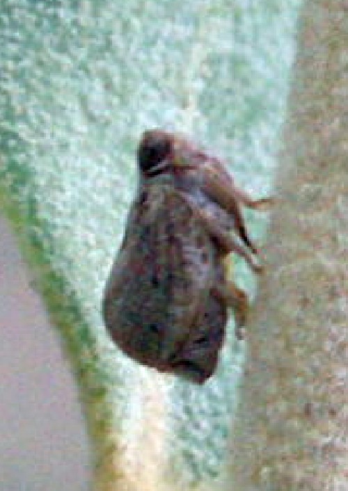 Hysteropterum sp. - Issidae